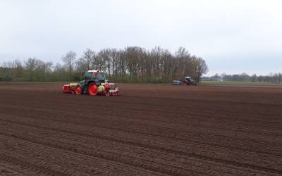 Aspergeplanten worden gezaaid